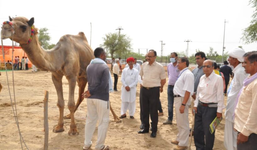 World Camel Day by National Research Centre on Camel Bikaner