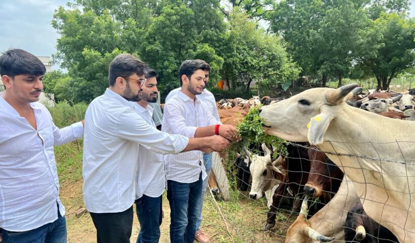 युवा नेता ख़ुशवीर गुर्जर ने अपने जन्मदिवस पे गौशाला संगानेर में गायों को चारा खिलाया
