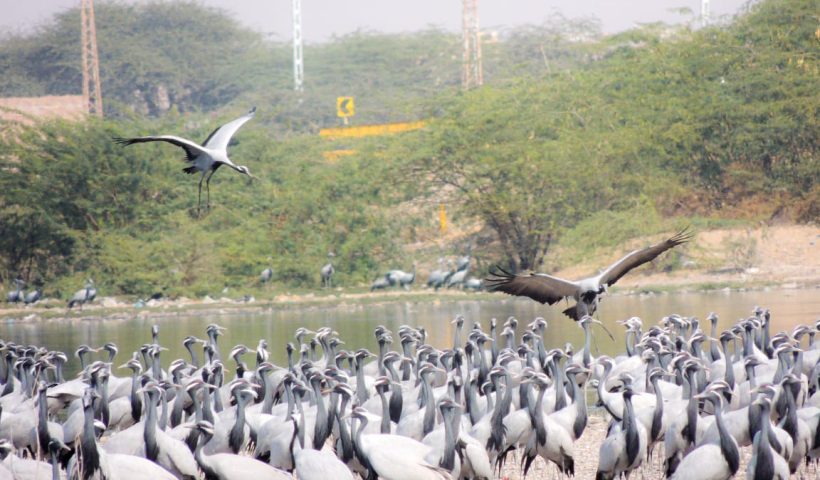 Counting of migratory, local, endangered and relict birds and plants will be done at Lunkaransar Salt Lake.