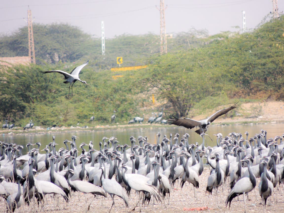 Counting of migratory, local, endangered and relict birds and plants will be done at Lunkaransar Salt Lake.