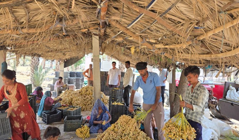 बीकानेर को रास आई खजूर की खेती, किसानों को मिल रहा है अच्छा भाव