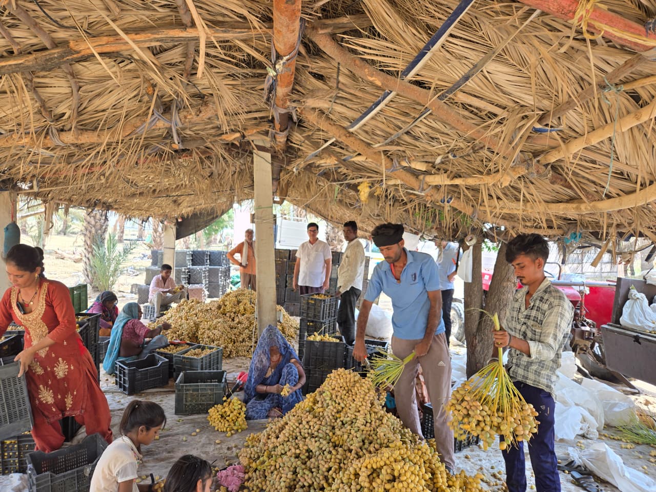 बीकानेर को रास आई खजूर की खेती, किसानों को मिल रहा है अच्छा भाव